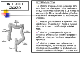 INTESTINO GROSSO
O intestino grosso pode ser comparado com
uma ferradura, aberta para baixo, mede cerca
de 6,5 centímetros de diâmetro e 1,5 metros de
comprimento. Ele se estende do íleo até o ânus
e está fixo à parede posterior do abdômen pelo
mesecolo.
O intestino grosso absorve a água com tanta
rapidez que, em cerca de 14 horas, o material
alimentar toma a consistência típica do bolo
fecal.
O intestino grosso apresenta algumas
diferenças em relação ao intestino delgado: o
calíbre, as tênias, os haustros e os apêndices
epiplóicos.
O intestino grosso é mais calibroso que o
intestino delgado, por isso recebe o nome de
intestino grosso. A calibre vai gradativamente
afinando conforme vai chegando no canal anal.
INTESTINO
GROSSO
 