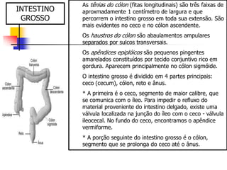 As tênias do cólon (fitas longitudinais) são três faixas de
aproxmadamente 1 centímetro de largura e que
percorrem o intestino grosso em toda sua extensão. São
mais evidentes no ceco e no cólon ascendente.
Os haustros do cólon são abaulamentos ampulares
separados por sulcos transversais.
Os apêndices epiplóicos são pequenos pingentes
amarelados constituídos por tecido conjuntivo rico em
gordura. Aparecem principalmente no cólon sigmóide.
O intestino grosso é dividido em 4 partes principais:
ceco (cecum), cólon, reto e ânus.
* A primeira é o ceco, segmento de maior calibre, que
se comunica com o íleo. Para impedir o refluxo do
material proveniente do intestino delgado, existe uma
válvula localizada na junção do íleo com o ceco - válvula
ileocecal. No fundo do ceco, encontramos o apêndice
vermiforme.
* A porção seguinte do intestino grosso é o cólon,
segmento que se prolonga do ceco até o ânus.
INTESTINO
GROSSO
 