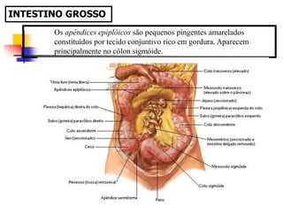Os apêndices epiplóicos são pequenos pingentes amarelados
constituídos por tecido conjuntivo rico em gordura. Aparecem
principalmente no cólon sigmóide.
INTESTINO GROSSO
 