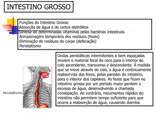 Funções do Intestino Grosso
Absorção de água e de certos eletrólitos
Síntese de determinadas vitaminas pelas bactérias intestinais
Armazenagem temporária dos resíduos (fezes)
Eliminação de resíduos do corpo (defecação)
Peristaltismo
INTESTINO GROSSO
Ondas peristálticas intermitentes e bem espaçadas
movem o material fecal do ceco para o interior do
colo ascendente, transverso e descendente. Á medida
que se move através do colo, a água é continuamente
reabsorvida das fezes, pelas paredes do intestino,
para o interior dos capilares. As fezes que ficam no
intestino grosso por um período maior perdem o
excesso de água, desenvolvendo a chamada
constipação. Ao contrário, movimentos rápidos do
intestino não permitem tempo suficiente para que
ocorra a reabsorção de água, causando diarréia.
 