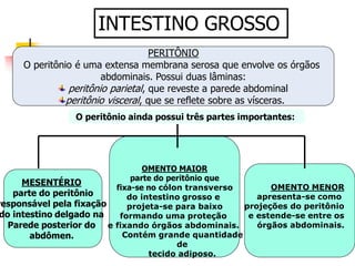 INTESTINO GROSSO
PERITÔNIO
O peritônio é uma extensa membrana serosa que envolve os órgãos
abdominais. Possui duas lâminas:
peritônio parietal, que reveste a parede abdominal
peritônio visceral, que se reflete sobre as vísceras.
MESENTÉRIO
parte do peritônio
responsável pela fixação
do intestino delgado na
Parede posterior do
abdômen.
O peritônio ainda possui três partes importantes:
OMENTO MAIOR
parte do peritônio que
fixa-se no cólon transverso
do intestino grosso e
projeta-se para baixo
formando uma proteção
e fixando órgãos abdominais.
Contém grande quantidade
de
tecido adiposo.
OMENTO MENOR
apresenta-se como
projeções do peritônio
e estende-se entre os
órgãos abdominais.
 