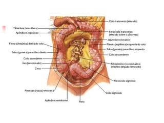 Estruturas do Peritônio
 