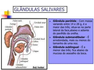GLÂNDULAS SALIVARES
 Glândula parótida - Com massa
variando entre 14 e 28 g, é a
maior das três; situa-se na parte
lateral da face,abaixo e adiante
do pavilhão da orelha.
 Glândula submandibular - É
arredondada, mais ou menos do
tamanho de uma noz.
 Glândula sublingual - É a
menor das três; fica abaixo da
mucosa do assoalho da boca.
 