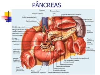 PÂNCREAS
 