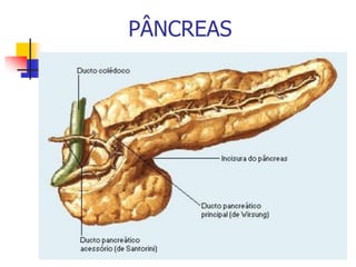 PÂNCREAS
 