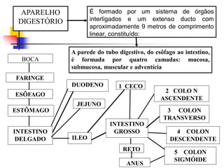 APARELHO
DIGESTÓRIO
É formado por um sistema de órgãos
interligados e um extenso ducto com
aproximadamente 9 metros de comprimento
linear, constituído:
A parede do tubo digestivo, do esôfago ao intestino,
é formada por quatro camadas: mucosa,
submucosa, muscular e adventícia
BOCA
FARINGE
ESÔFAGO
ESTÔMAGO
INTESTINO
DELGADO
DUODENO
JEJUNO
ILEO
INTESTINO
GROSSO
1 CECO
2 COLO N
ASCENDENTE
3 COLON
TRANSVERSO
4 COLON
DESCENDENTE
5 COLON
SIGMÓIDE
RETO
ANUS
 