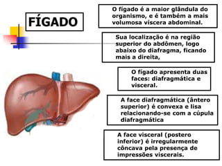FÍGADO
O fígado é a maior glândula do
organismo, e é também a mais
volumosa víscera abdominal.
Sua localização é na região
superior do abdômen, logo
abaixo do diafragma, ficando
mais a direita,
O fígado apresenta duas
faces: diafragmática e
visceral.
A face diafragmática (ântero
superior) é convexa e lisa
relacionando-se com a cúpula
diafragmática
A face visceral (postero
inferior) é irregularmente
côncava pela presença de
impressões viscerais.
 