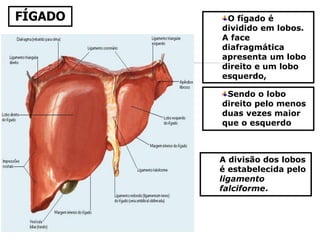 FÍGADO O fígado é
dividido em lobos.
A face
diafragmática
apresenta um lobo
direito e um lobo
esquerdo,
Sendo o lobo
direito pelo menos
duas vezes maior
que o esquerdo
A divisão dos lobos
é estabelecida pelo
ligamento
falciforme.
 