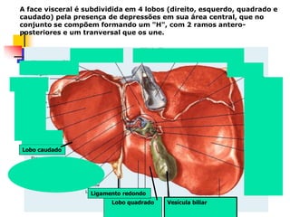 A face visceral é subdividida em 4 lobos (direito, esquerdo, quadrado e
caudado) pela presença de depressões em sua área central, que no
conjunto se compõem formando um "H", com 2 ramos antero-
posteriores e um tranversal que os une.
Lobo caudado
Lobo quadrado
Ligamento redondo
Vesícula biliar
 
