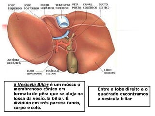 Entre o lobo direito e o
quadrado encontramos
a vesícula biliar
A Vesícula Biliar é um músculo
membranoso cônico em
formato de pêra que se aloja na
fossa da vesícula biliar. É
dividido em três partes: fundo,
corpo e colo.
 