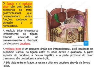O fígado e a vesícula
biliar são dois órgãos
acessórios do trato
gastrointestinal, que
desempenham várias
funções, ajudando a
digestão e a
homeostase.
A vesícula biliar encontra-se
inferiormente ao fígado,
estando envolvida no
armazenamento e libertação
da bile para o duodeno.
A vesícula biliar é um pequeno órgão oco intraperitoneal. Está localizada na
superfície visceral do fígado entre os lobos direito e quadrado. A parte
superior do duodeno, a flexura hepática e a parte proximal do cólon
transverso são posteriores a este órgão.
A bile viaja entre o fígado, a vesícula biliar e o duodeno através da árvore
biliar.
 