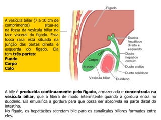 A bile é produzida continuamente pelo fígado, armazenada e concentrada na
vesícula biliar, que a libera de modo intermitente quando a gordura entra no
duodeno. Ela emulsifica a gordura para que possa ser absorvida na parte distal do
intestino.
No fígado, os hepatócitos secretam bile para os canalículos biliares formados entre
eles.
A vesícula biliar (7 a 10 cm de
comprimento) situa-se
na fossa da vesícula biliar na
face visceral do fígado. Essa
fossa rasa está situada na
junção das partes direita e
esquerda do fígado. Ela
tem três partes:
Fundo
Corpo
Colo
 