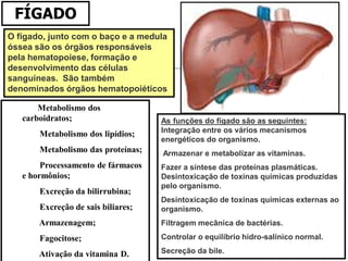 O fígado, junto com o baço e a medula
óssea são os órgãos responsáveis
pela hematopoiese, formação e
desenvolvimento das células
sanguíneas. São também
denominados órgãos hematopoiéticos
As funções do fígado são as seguintes:
Integração entre os vários mecanismos
energéticos do organismo.
Armazenar e metabolizar as vitaminas.
Fazer a síntese das proteínas plasmáticas.
Desintoxicação de toxinas químicas produzidas
pelo organismo.
Desintoxicação de toxinas químicas externas ao
organismo.
Filtragem mecânica de bactérias.
Controlar o equilíbrio hidro-salínico normal.
Secreção da bile.
FÍGADO
Metabolismo dos
carboidratos;
Metabolismo dos lipídios;
Metabolismo das proteínas;
Processamento de fármacos
e hormônios;
Excreção da bilirrubina;
Excreção de sais biliares;
Armazenagem;
Fagocitose;
Ativação da vitamina D.
 