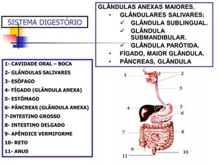 SISTEMA DIGESTÓRIO
1- CAVIDADE ORAL – BOCA
2- GLÂNDULAS SALIVARES
3- ESÔFAGO
4- FÍGADO (GLÂNDULA ANEXA)
5- ESTÔMAGO
6- PÂNCREAS (GLÂNDULA ANEXA)
7-INTESTINO GROSSO
8- INTESTINO DELGADO
9- APÊNDICE VERMIFORME
10- RETO
11- ANUS
GLÂNDULAS ANEXAS MAIORES.
• GLÂNDULARES SALIVARES;
 GLÂNDULA SUBLINGUAL.
 GLÂNDULA
SUBMANDIBULAR.
 GLÂNDULA PARÓTIDA.
• FÍGADO, MAIOR GLÂNDULA.
• PÂNCREAS, GLÂNDULA
 