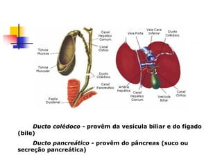 Ducto colédoco - provêm da vesícula biliar e do fígado
(bile)
Ducto pancreático - provêm do pâncreas (suco ou
secreção pancreática)
Ducto Colédoco e Estruturas Adjacentes
 