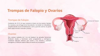 SIST REPROD FEMENINO ANATOM A Y FISIOLOG A PPTX
