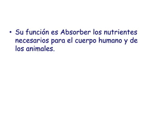 • Su función es Absorber los nutrientes
  necesarios para el cuerpo humano y de
  los animales.
 