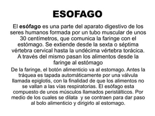 ESOFAGO
 El esófago es una parte del aparato digestivo de los
seres humanos formada por un tubo muscular de unos
    30 centímetros, que comunica la faringe con el
   estómago. Se extiende desde la sexta o séptima
 vértebra cervical hasta la undécima vértebra torácica.
   A través del mismo pasan los alimentos desde la
                   faringe al estómago
De la faringe, el botón alimenticio va al estomago. Antes la
   tráquea es tapada automáticamente por una válvula
llamada epiglotis, con la finalidad de que los alimentos no
     se vallan a las vías respiratorias. El esófago esta
 compuesto de unos músculos llamados peristálticos. Por
medio de los cuales se dilata y se contraen para dar paso
         al bolo alimenticio y dirigirlo al estomago.
 