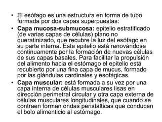 • El esófago es una estructura en forma de tubo
  formada por dos capas superpuestas:
• Capa mucosa-submucosa: epitelio estratificado
  (de varias capas de células) plano no
  queratinizado, que recubre la luz del esófago en
  su parte interna. Este epitelio está renovándose
  continuamente por la formación de nuevas células
  de sus capas basales. Para facilitar la propulsión
  del alimento hacia el estómago el epitelio está
  recubierto por una fina capa de mucus, formado
  por las glándulas cardinales y esofágicas.
• Capa muscular: está formada a su vez por una
  capa interna de células musculares lisas en
  dirección perimetral circular y otra capa externa de
  células musculares longitudinales, que cuando se
  contraen forman ondas peristálticas que conducen
  el bolo alimenticio al estómago.
 