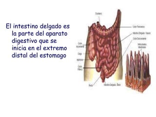 El intestino delgado es
  la parte del aparato
  digestivo que se
  inicia en el extremo
  distal del estomago
 