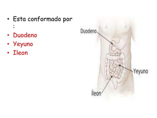 • Esta conformado por
  :
• Duodeno
• Yeyuno
• Ileon
 