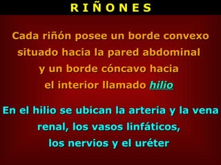 Cada riñón posee un borde convexo situado hacia la pared abdominal  y un borde cóncavo hacia  el interior llamado  hilio   En el hilio se ubican la arteria y la vena renal, los vasos linfáticos,  los nervios y el uréter  R I Ñ O N E S 