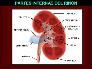 PARTES INTERNAS DEL RIÑÓN 
