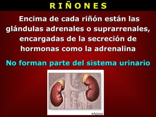 Encima de cada riñón están las glándulas adrenales o suprarrenales, encargadas de la secreción de hormonas como la adrenalina No forman parte del sistema urinario R I Ñ O N E S 