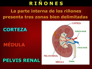 La parte interna de los riñones presenta tres zonas bien delimitadas   CORTEZA PELVIS RENAL MÉDULA R I Ñ O N E S 