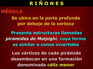 Se ubica en la parte profunda  por debajo de la corteza  Los vértices de cada pirámide desembocan en una formación denominada  cáliz menor   MÉDULA Presenta estructuras llamadas  pirámides de Malpighi ,   cuya forma  es similar a conos invertidos  R I Ñ O N E S 