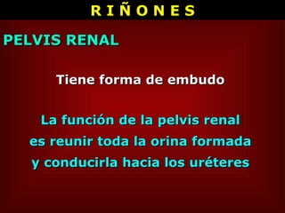 Tiene forma de embudo  PELVIS RENAL La función de la pelvis renal  es reunir toda la orina formada  y conducirla hacia los uréteres  R I Ñ O N E S 