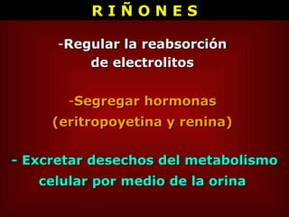 Segregar hormonas  (eritropoyetina y renina)  - Excretar desechos del metabolismo celular por medio de la orina  Regular la reabsorción  de electrolitos   R I Ñ O N E S 