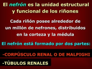 El  nefrón  es la unidad estructural y funcional de los riñones  Cada riñón posee alrededor de  un millón de nefrones, distribuidos  en la corteza y la médula  El nefrón está formado por dos partes:  -TÚBULOS RENALES  -CORPÚSCULO RENAL O DE MALPIGHI   