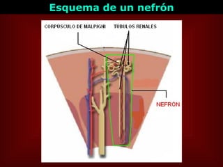 Esquema de un nefrón 