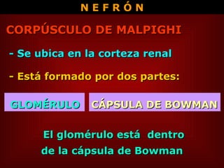 CORPÚSCULO DE MALPIGHI N E F R Ó N - Se ubica en la corteza renal - Está formado por dos partes:  GLOMÉRULO CÁPSULA DE BOWMAN El glomérulo está  dentro  de la cápsula de Bowman 