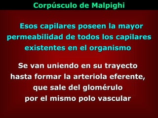 Se van uniendo en su trayecto  hasta formar la arteriola eferente,  que sale del glomérulo  por el mismo polo vascular  Esos capilares poseen la mayor permeabilidad de todos los capilares existentes en el organismo  Corpúsculo de Malpighi 
