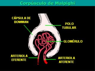Corpúsculo de Malpighi 