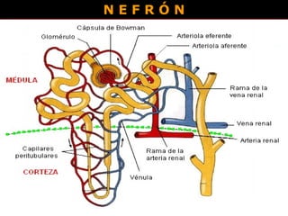 N E F R Ó N 