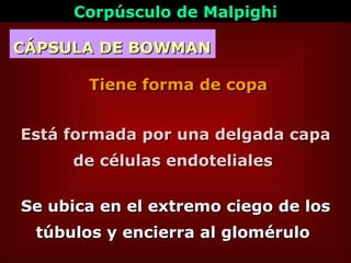 CÁPSULA DE BOWMAN Se ubica en el extremo ciego de los túbulos y encierra al glomérulo  Está formada por una delgada capa  de células endoteliales  Tiene forma de copa Corpúsculo de Malpighi 