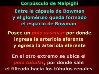 Entre la cápsula de Bowman y el glomérulo queda formado el espacio de Bowman  Posee un  polo vascular  por donde ingresa la arteriola aferente  y egresa la arteriola eferente En el otro extremo se ubica el  polo tubular , por donde sale  el filtrado hacia los túbulos renales   Corpúsculo de Malpighi 