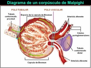 Diagrama de un corpúsculo de Malpighi 