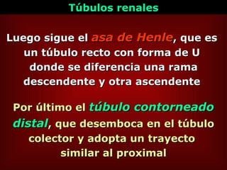 Por último el   túbulo contorneado distal ,   que desemboca en el túbulo colector y adopta un trayecto  similar al proximal Luego sigue el  asa de Henle , que es  un túbulo recto con forma de U  donde se diferencia una rama descendente y otra ascendente  Túbulos renales 