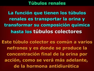 Este túbulo colector es común a varios nefrones y es donde se produce la concentración final de la orina por acción, como se verá más adelante,  de la hormona antidiurética   La función que tienen los túbulos renales es transportar la orina y transformar su composición química hasta los  túbulos colectores   Túbulos renales 