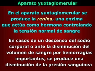 En casos de un descenso del sodio corporal o ante la disminución del volumen de sangre por hemorragias importantes, se produce una disminución de la presión sanguínea   En el aparato yuxtaglomerular se produce la  renina , una enzima  que actúa como hormona controlando  la tensión normal de sangre   Aparato yuxtaglomerular 