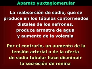 Por el contrario, un aumento de la tensión arterial o de la oferta  de sodio tubular hace disminuir  la secreción de renina  La reabsorción de sodio, que se produce en los túbulos contorneados distales de los nefrones,  produce arrastre de agua  y aumento de la volemia  Aparato yuxtaglomerular 