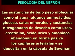 FISIOLOGÍA DEL NEFRÓN Las sustancias de bajo peso molecular como el agua, algunos aminoácidos, glucosa, sales minerales y sustancias nitrogenadas de desecho como urea, creatinina, ácido úrico y amoníaco abandonan en forma pasiva  los capilares arteriales y se  depositan en la cápsula de Bowman   