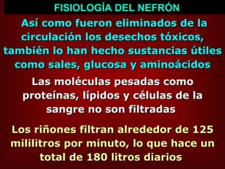 FISIOLOGÍA DEL NEFRÓN Así como fueron eliminados de la circulación los desechos tóxicos, también lo han hecho sustancias útiles como sales, glucosa y aminoácidos Las moléculas pesadas como proteínas, lípidos y células de la sangre no son filtradas   Los riñones filtran alrededor de 125 mililitros por minuto, lo que hace un total de 180 litros diarios  