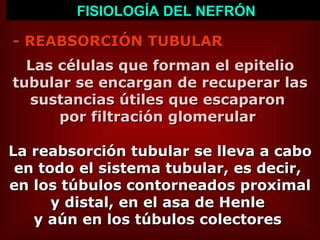- REABSORCIÓN TUBULAR  FISIOLOGÍA DEL NEFRÓN Las células que forman el epitelio tubular se encargan de recuperar las sustancias útiles que escaparon  por filtración glomerular   La reabsorción tubular se lleva a cabo en todo el sistema tubular, es decir,  en los túbulos contorneados proximal y distal, en el asa de Henle  y aún en los túbulos colectores   