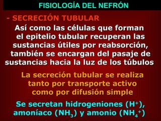 - SECRECIÓN TUBULAR  FISIOLOGÍA DEL NEFRÓN Así como las células que forman  el epitelio tubular recuperan las sustancias útiles por reabsorción, también se encargan del pasaje de sustancias hacia la luz de los túbulos  La secreción tubular se realiza  tanto por transporte activo  como por difusión simple  Se secretan hidrogeniones (H + ), amoníaco (NH 3 ) y amonio (NH 4 + )  