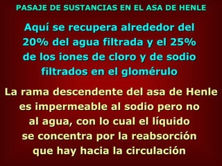 PASAJE DE SUSTANCIAS EN EL ASA DE HENLE Aquí se recupera alrededor del  20% del agua filtrada y el 25%  de los iones de cloro y de sodio  filtrados en el glomérulo   La rama descendente del asa de Henle es impermeable al sodio pero no  al agua, con lo cual el líquido  se concentra por la reabsorción  que hay hacia la circulación   